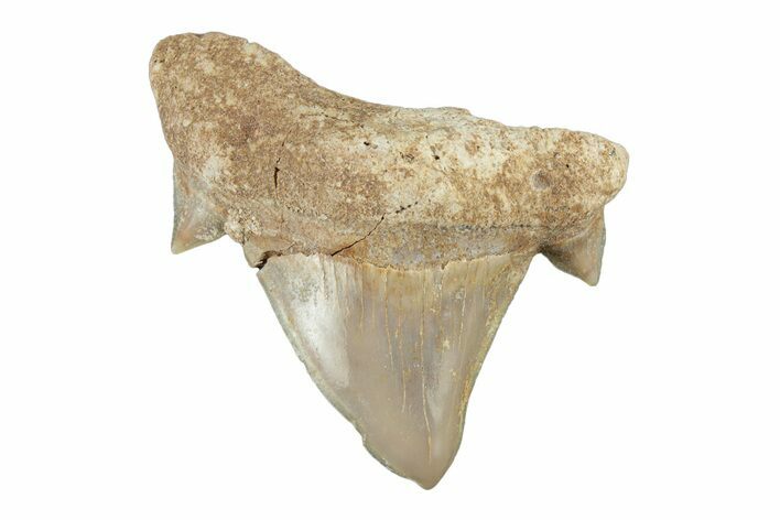 Pathological Otodus Shark Tooth - Morocco #252470